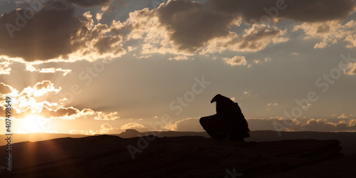 California Condor at Horseshoe Bend in Arizona