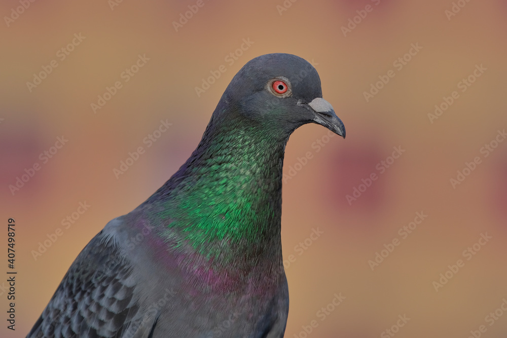 Rock Pigeon isolated portraiture expressions Rock Pigeon isolated portraiture expressions
