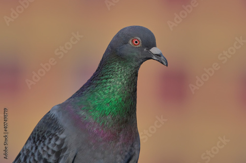 Rock Pigeon isolated portraiture expressions