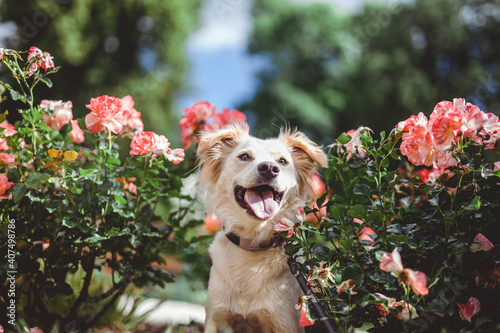 Potrait of an mixed breed Dog between roses. Street dog happy in the garden.