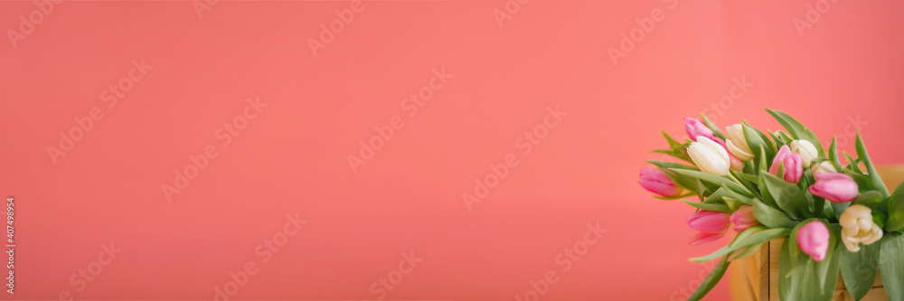 Banner for a Women s day, 8 march or Valentines day. Tulips on a pink background. The concept of holidays and good morning wishes. Banner for a Women s day, 8 march or Valentines day. Tulips on a pink background. The concept of holidays and good morning wishes.