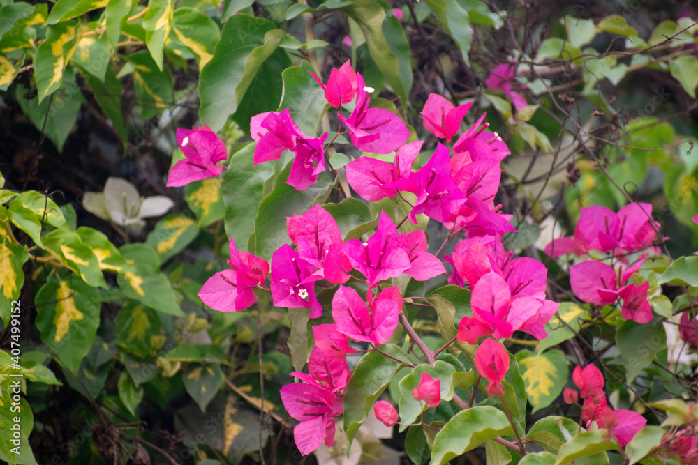 Bougainvillea flower With green leaves.