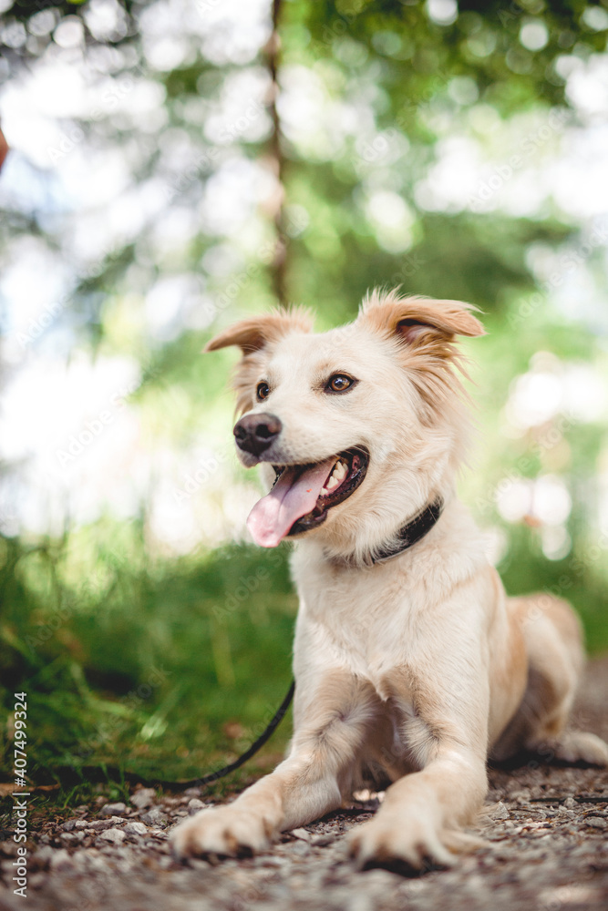 Mixed breed dog play in the forest. Rescue dog have fun while jumping Mixed breed dog play in the forest. Rescue dog have fun while jumping