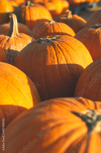 Traditional Pumpkins