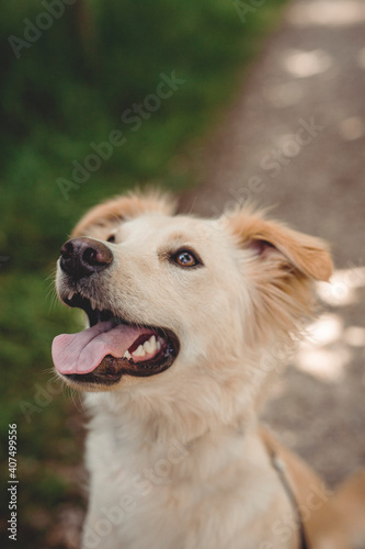 Mixed breed dog play in the forest. Rescue dog have fun while jumping © lichtflut_photo