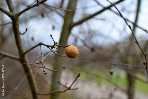 Lonely berry on a tree branch in the winter sunshine