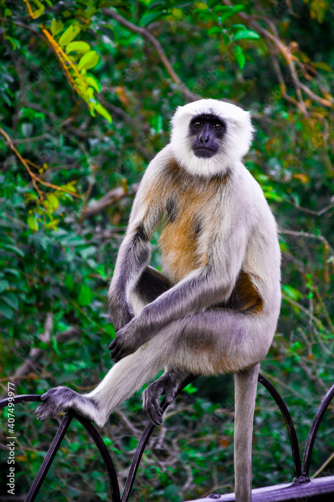 Fototapeta premium monkey