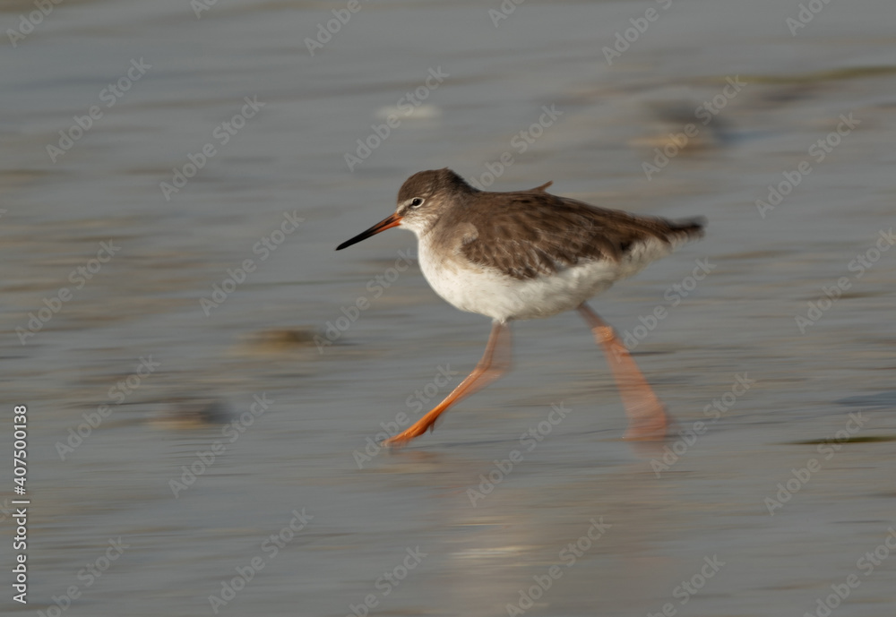 Redshank at Busiateen coast on move, a motion blur panning effect, Bahrain Redshank at Busiateen coast on move, a motion blur panning effect, Bahrain
