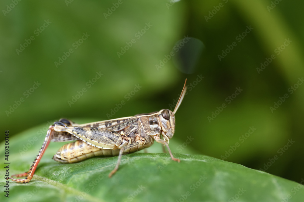 Common grasshopper on green leaf outdoors. Wild insect Common grasshopper on green leaf outdoors. Wild insect