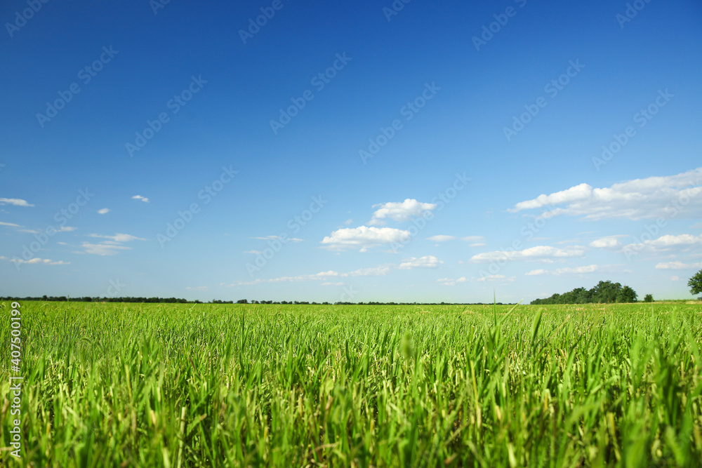 Picturesque view of beautiful field with grass on sunny day Picturesque view of beautiful field with grass on sunny day