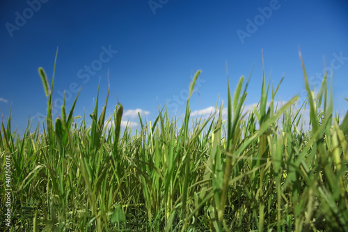 Green grass in field on sunny day, closeup © New Africa