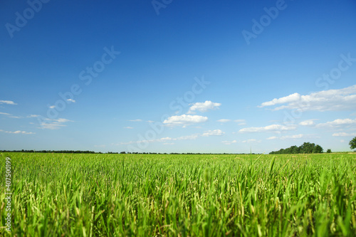 Picturesque view of beautiful field with grass on sunny day