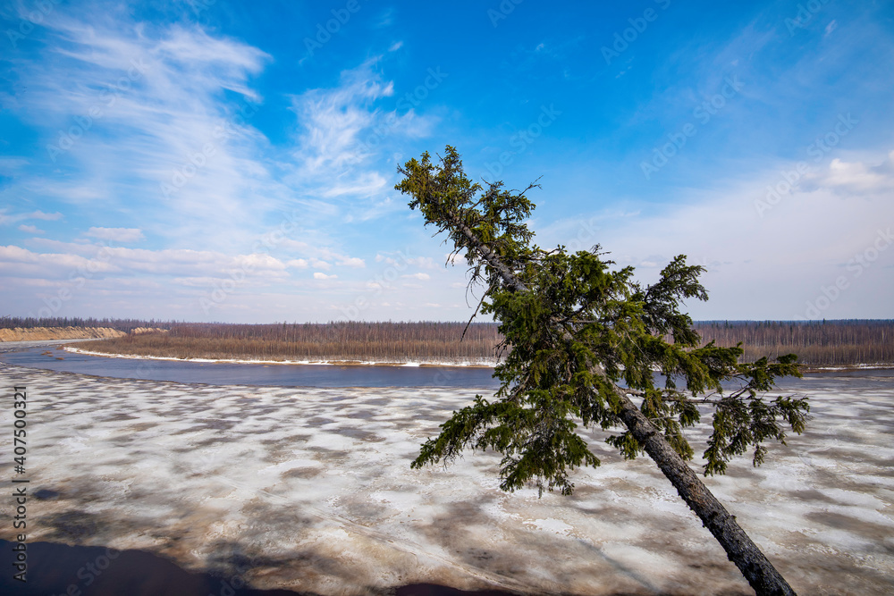 a tree on the background of the northern river a tree on the background of the northern river