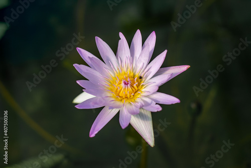 purple lotus flower close up