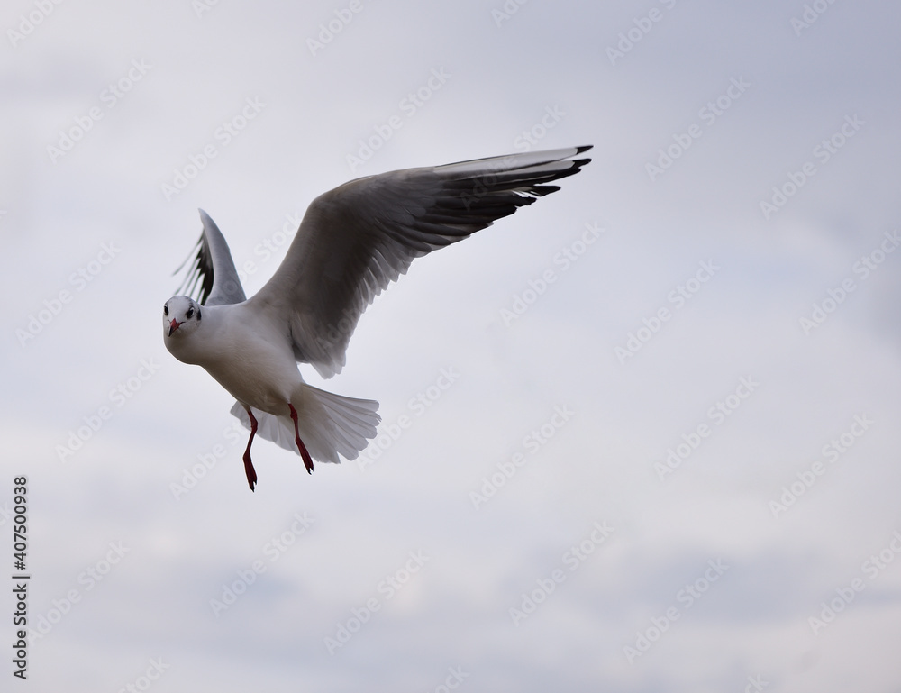 A seagull in flight looks out for where food is scattered A seagull in flight looks out for where food is scattered