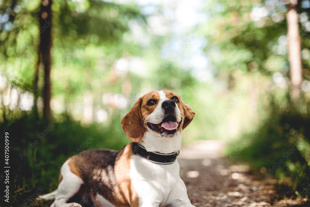 Fröhlicher Beagle im Wald. Portrait von einem Jagdhund.