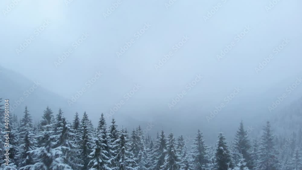 Drone rising above dark pine forest during a heavy snowfall. Aerial shot of winter mountain valley Drone rising above dark pine forest during a heavy snowfall. Aerial shot of winter mountain valley
