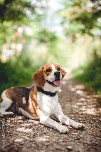 Fröhlicher Beagle im Wald. Portrait von einem Jagdhund. © lichtflut_photo