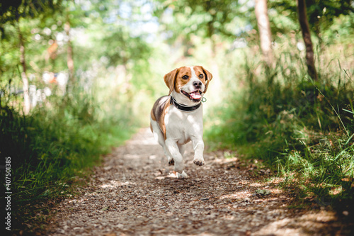 Fröhlicher Beagle läuft und spielt  im Wald. Portrait von einem Jagdhund.