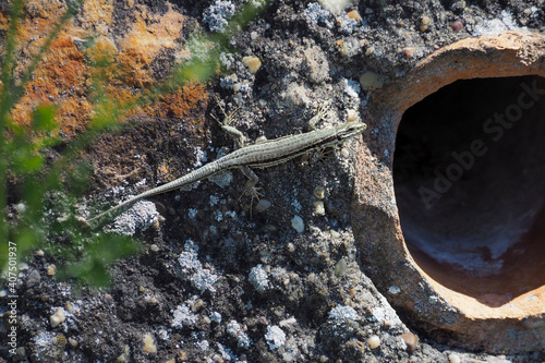 A nice picture of an indefinite lizard from central europe