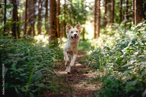 Half breed dog in the nature. Dog walking and running in the forest and have fun