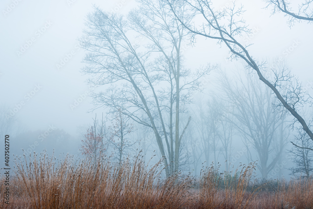 Autumn landscape of tall grass prairie in fog, Fort Custer State Park, Michigan, USA Autumn landscape of tall grass prairie in fog, Fort Custer State Park, Michigan, USA