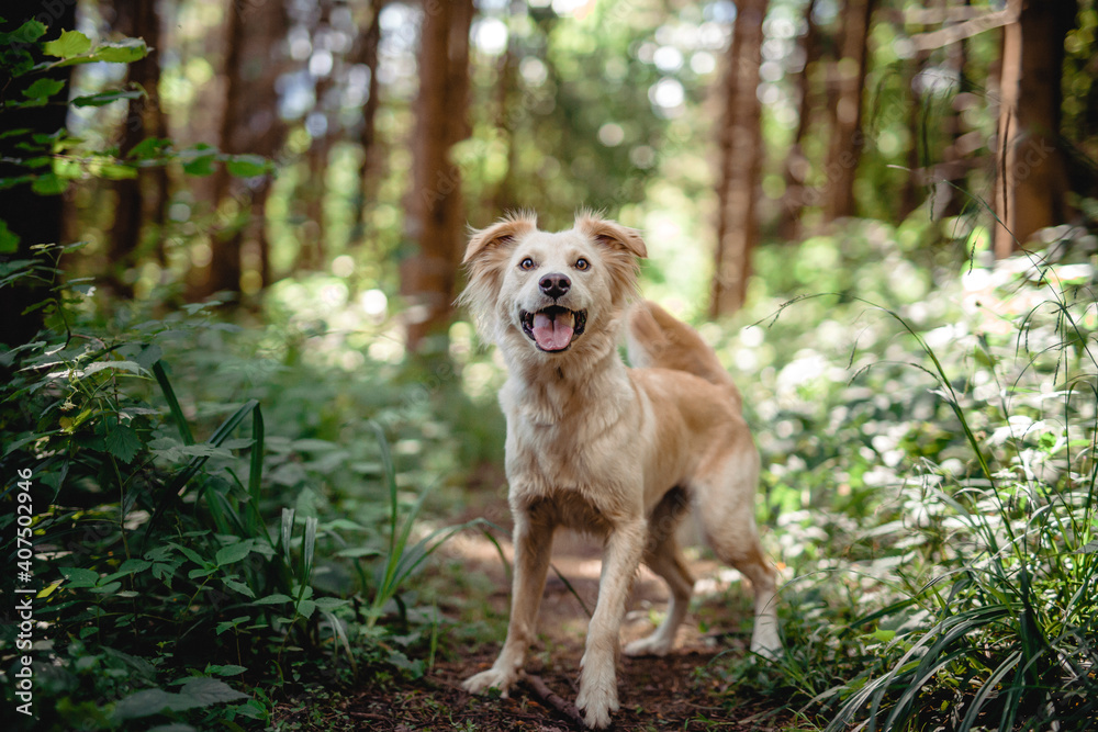 Half breed dog in the nature. Dog walking and running in the forest and have fun Half breed dog in the nature. Dog walking and running in the forest and have fun