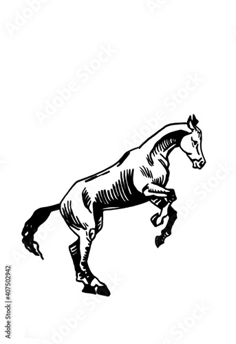 Vector hand-drawn horse jumping isolated on white background,graphical illustration.