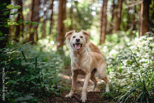 Half breed dog in the nature. Dog walking and running in the forest and have fun