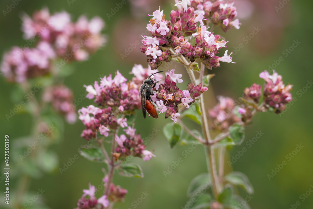 A nice picture os an unspecified wasp from central europe A nice picture os an unspecified wasp from central europe