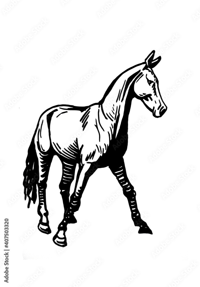 Vector hand-drawn horse standing isolated on white background,graphical illustration