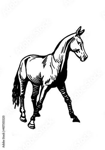 Vector hand-drawn horse standing isolated on white background graphical illustration