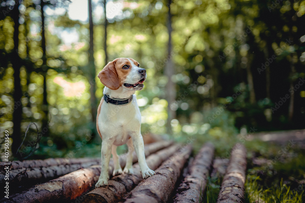 Beagle stand on trees in the forest. Portrait of an hunting Dog in the nature. Small dog having fun outdoor