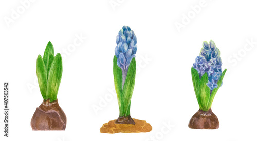 Watercolor set of hyacinth growth phase. Botanical art.Beautiful spring flowers isolated on a white background.