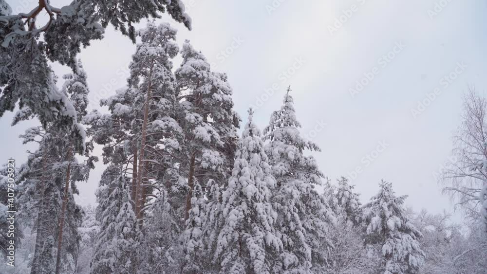 Beautiful winter landscape, coniferous trees covered with snow, northern forests in winter. Beautiful winter landscape, coniferous trees covered with snow, northern forests in winter.