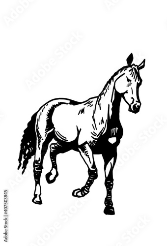 Vector hand-drawn horse running isolated on white background graphical illustration