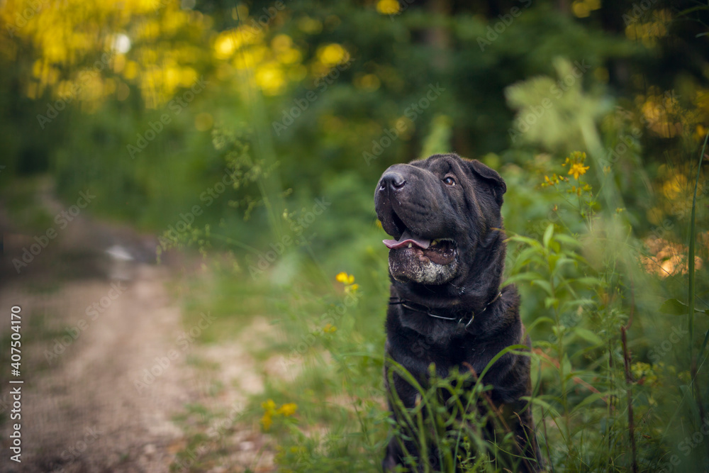 Portrait von einem Sharpei in der Natur. Hund liegt am Weg im Wald. 