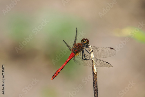 The ruddy darter (Sympetrum sanguineum) is a species of dragonfly of the family Libellulidae. © weinkoetz