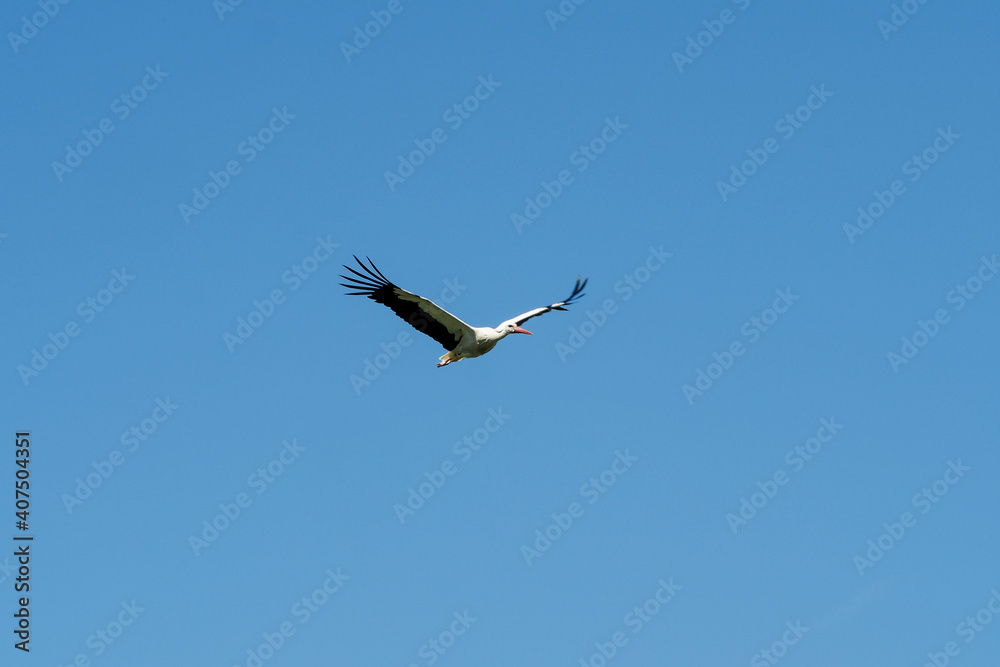 The white stork (Ciconia ciconia) is a large bird in the stork family, Ciconiidae. The white stork (Ciconia ciconia) is a large bird in the stork family, Ciconiidae.
