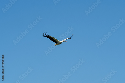 The white stork  Ciconia ciconia  is a large bird in the stork family  Ciconiidae.