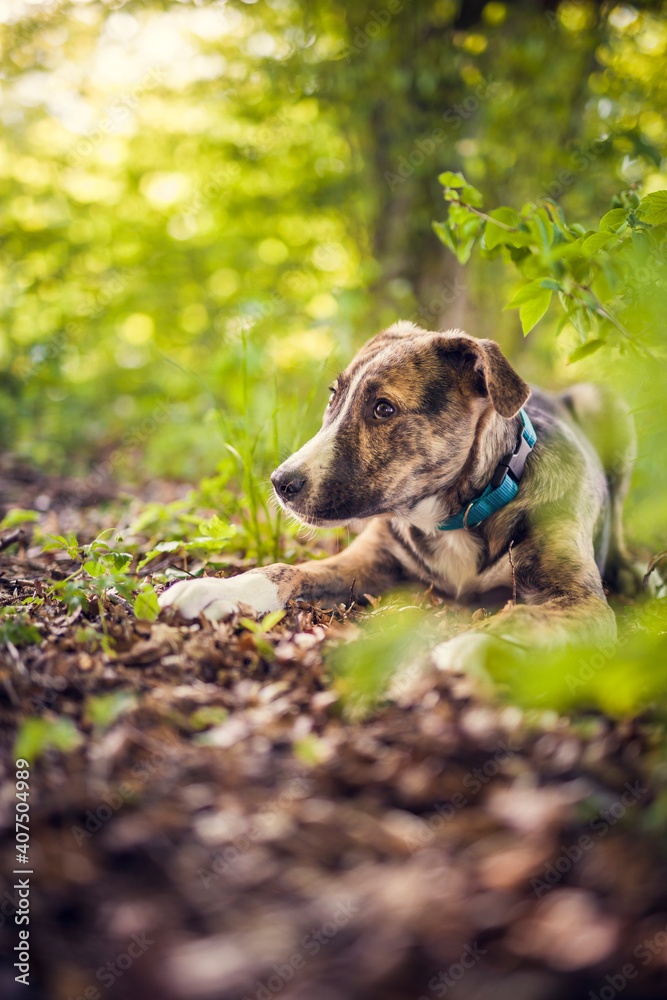 Portrait of a rescued Dog in the nature. Mixed breed dog outdoor having fun. Half-Breed Dog on a walk in the forest