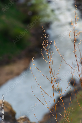 Grass plants growing on the riverbank