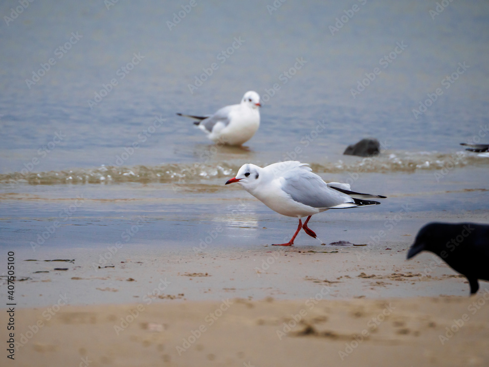 some several white seagulls are on the beach of the Baltic Sea some several white seagulls are on the beach of the Baltic Sea