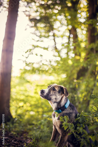 Portrait of a rescued Dog in the nature. Mixed breed dog outdoor having fun. Half-Breed Dog on a walk in the forest