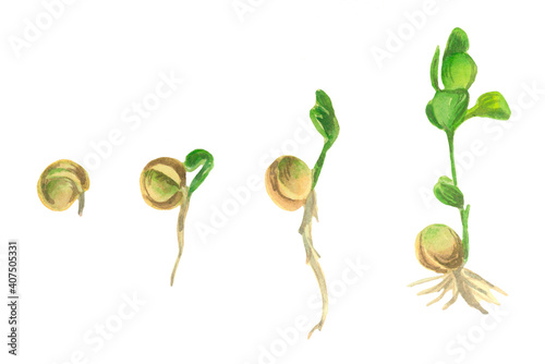 Germination pea seeds on white background.Grain Chickpea.Organic plant. Springtime.