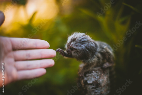 The common marmoset baby on the branch in summer garden with humsn hand