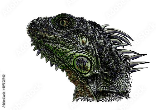 green iguana vector illustration