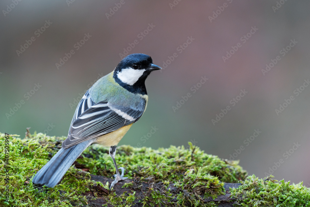 A great tit standing on a mossy log backside view A great tit standing on a mossy log backside view