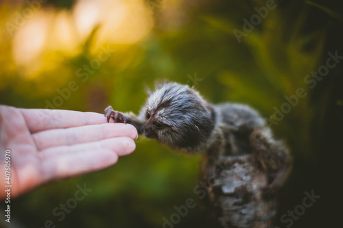 The common marmoset baby on the branch in summer garden with humsn hand photo