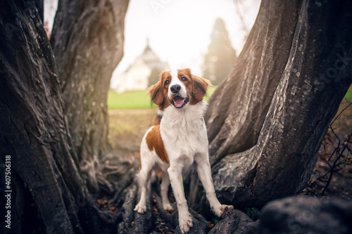 Potrait of a Kooikerhondje in the nature. Dog standing close to a lake in the sunset © lichtflut_photo